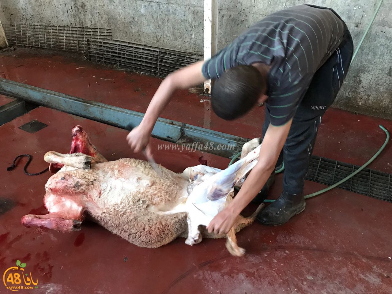 zahb37 3aqiaqa (1).jpg